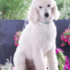 Photo №4. I will sell poodle (royal) in the city of Belgrade. breeder - price - negotiated