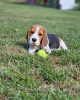 Photo №3. Beautiful Beagle puppies. Germany