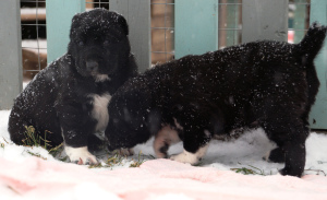 Additional photos: Large puppies of the Central Asian Shepherd