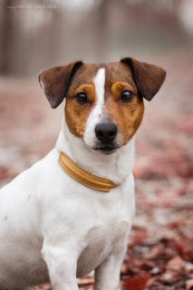 Additional photos: Knit Jack Russell Terrier