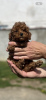 Additional photos: Little red poodle