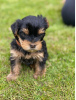 Photo №4. I will sell non-pedigree dogs in the city of Bamberg. private announcement - price - Is free