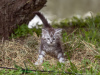 Additional photos: Maine Coon kittens