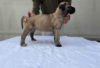 Photo №1. cane corso - for sale in the city of Berlin | Is free | Announcement № 126913