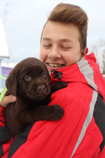 Photo №3. Labrador Retriever puppy. Russian Federation