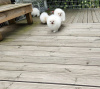 Photo №2 to announcement № 117679 for the sale of german spitz, pomeranian - buy in Germany 