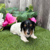 Photo №3. MALE DACHSHUND FOR SALE. Colombia