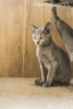 Photo №3. Russian Blue kittens with breeding rights 8 cats. Poland