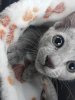 Photo №1. russian blue - for sale in the city of Chocianów | negotiated | Announcement № 92683