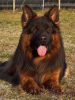 Photo №4. I will sell german shepherd in the city of Vilnius. from nursery, breeder - price - 1585$