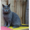 Photo №1. chartreux - for sale in the city of Paris | negotiated | Announcement № 123149