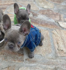 Photo №3. Blue French Bulldog puppies For Sale. Russian Federation