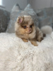 Additional photos: pomeranian