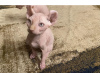 Photo №1. sphynx cat - for sale in the city of Аугсбург | Is free | Announcement № 108023