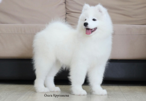 Photo №3. OFFERED FOR SALE PUPPIES SELF-DOG DOG, GIRL. Russian Federation