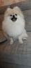 Photo №4. I will sell pomeranian in the city of Minsk. from nursery, breeder - price - 1183$