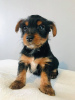 Photo №3. Teacup Yorkshire Terrier Puppy for free adoption. Germany