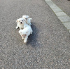 Photo №1. maltese dog - for sale in the city of Gdańsk | Is free | Announcement № 75412