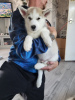 Photo №1. siberian husky - for sale in the city of Half Moon Bay | 250$ | Announcement № 64320