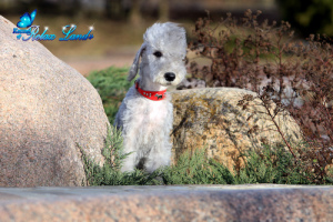 Photo №1. bedlington terrier - for sale in the city of Minsk | 400$ | Announcement № 1901