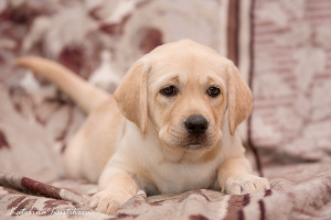 Additional photos: The Labrador Kennel offers for purchase high-breed Labrador puppies from titled