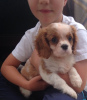 Photo №3. Adorable Cavalier King Charles Puppies for free adoption. Germany