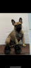 Additional photos: French bulldog puppies