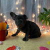 Photo №1. french bulldog - for sale in the city of Prague | 350$ | Announcement № 111162