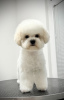 Photo №1. bichon frise - for sale in the city of Belgrade | negotiated | Announcement № 111813