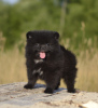 Photo №2 to announcement № 11390 for the sale of pomeranian - buy in Belarus private announcement