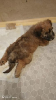 Photo №4. I will sell soft-coated wheaten terrier in the city of Cherepovets. private announcement - price - negotiated