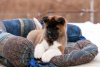 Photo №4. I will sell american akita in the city of Grodno. private announcement, breeder - price - 1456$