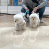 Photo №1. bichon frise - for sale in the city of Berlin | 264$ | Announcement № 117298