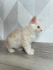 Additional photos: Kurilian bobtail kittens