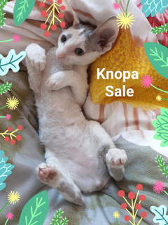Photo №1. cornish rex - for sale in the city of Moscow | 500$ | Announcement № 1341