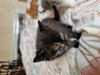 Photo №1. domestic cat - for sale in the city of Armadale | 1500$ | Announcement № 104268