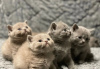 Photo №1. british shorthair - for sale in the city of Афины | Is free | Announcement № 126518