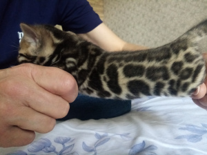 Photo №2 to announcement № 6811 for the sale of bengal cat - buy in Russian Federation from nursery