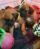 Additional photos: Boxer puppies for sale