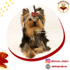 Photo №1. yorkshire terrier - for sale in the city of Kiev | 1811$ | Announcement № 10175