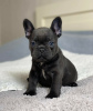 Photo №1. french bulldog - for sale in the city of Дублин | negotiated | Announcement № 123716