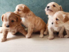Photo №4. I will sell maltese dog, maltipu in the city of Minsk. breeder - price - negotiated