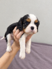 Additional photos: Ideal Cavalier King Charles Spaniel puppies.