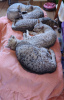 Photo №3. Healthy Egyptian Mau Kittens available now. Germany