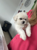 Additional photos: Kc Registered Bichon Frise Pups