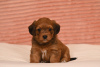 Photo №1. havanese dog - for sale in the city of Belgrade | negotiated | Announcement № 107761