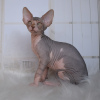 Additional photos: Purebred Canadian Sphynx kittens from the cattery