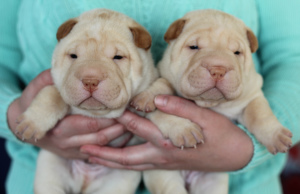 Photo №2 to announcement № 4136 for the sale of shar pei - buy in Russian Federation private announcement