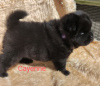 Additional photos: Black Chow Chow females FCI