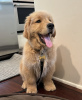 Photo №1. golden retriever - for sale in the city of Гальштат | negotiated | Announcement № 121596